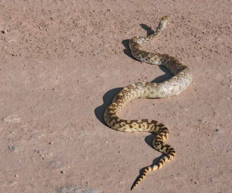 snake in road